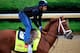 LOUISVILLE, KY - APRIL 30: Danza ridden by Ezequiel Perez goes over the track during the morning exercise session in preparation for the 140th Kentucky Derby at Churchill Downs on April 30, 2014 in Louisville, Kentucky. (Photo by Rob Carr/Getty Images)