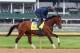 LOUISVILLE, KY - APRIL 30: Candy Boy runs on the track during the morning training for the Kentucky Derby at Churchill Downs on April 30, 2014 in Louisville, Kentucky. (Photo by Andy Lyons/Getty Images)