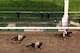 LOUISVILLE, KY - MAY 03: California Chrome with Victor Espinoza up crosses the finish line ahead of Commanding Curve #17 and Danza #4 to win the 140th running of the Kentucky Derby at Churchill Downs on May 3, 2014 in Louisville, Kentucky. (Photo by Jam