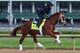 LOUISVILLE, KY - MAY 01: Danza runs on the track during the morning training for the Kentucky Derby at Churchill Downs on May 1, 2014 in Louisville, Kentucky. (Photo by Andy Lyons/Getty Images)