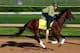 LOUISVILLE, KY - MAY 01: Kentucky Derby contender Samraat in action on the track during early morning workouts at Churchill Downs on May 1, 2014 in Louisville, Kentucky. (Photo by Jamie Squire/Getty Images)