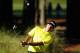 PONTE VEDRA BEACH, FL - MAY 06: Bubba Watson of the USA hits a pitch shot during a practice round ahead of THE PLAYERS Championship on The Stadium Course at TPC Sawgrass on May 6, 2014 in Ponte Vedra Beach, Florida. (Photo by Richard Heathcote/Getty Ima