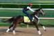 LOUISVILLE, KY - MAY 01: Kentucky Derby contender Ride On Curlin works out on the track during early morning workouts at Churchill Downs on May 1, 2014 in Louisville, Kentucky. (Photo by Kevin C. Cox/Getty Images)