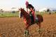 California Chrome, at Preakness work