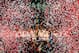 TURIN, ITALY - MAY 14: Sevilla players celebrate as Ivan Rakitic of Sevilla lifts the Europa League trophy during the UEFA Europa League Final match between Sevilla FC and SL Benfica at Juventus Stadium on May 14, 2014 in Turin, Italy. (Photo by Michael