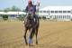May 13, 2014; Baltimore, MD, USA; Social Inclusion jogs down the track during his morning work out in preparation for the Preakness Stakes at Pimlico Race Course. Mandatory Credit: Tommy Gilligan-USA TODAY Sports