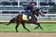 LOUISVILLE, KY - APRIL 30: Ride On Curlin runs on the track during the morning training for the Kentucky Derby at Churchill Downs on April 30, 2014 in Louisville, Kentucky. (Photo by Andy Lyons/Getty Images)