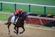 BALTIMORE, MD - MAY 14: Exercise rider Domingo Navarro takes Social Inclusion over the track in preparation for the 139th Preakness Stakes at Pimlico Race Course on May 14, 2014 in Baltimore, Maryland. (Photo by Rob Carr/Getty Images)