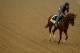 BALTIMORE, MD - MAY 15: Pablo Del Monte works on the track in preparation for the 139th Preakness Stakes at Pimlico Race Course on May 15, 2014 in Baltimore, Maryland. (Photo by Patrick Smith/Getty Images)