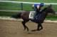 BALTIMORE, MD - MAY 15: Bayern works on the track in preparation for the 139th Preakness Stakes at Pimlico Race Course on May 15, 2014 in Baltimore, Maryland. (Photo by Patrick Smith/Getty Images)