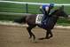 BALTIMORE, MD - MAY 15: Bayern works on the track in preparation for the 139th Preakness Stakes at Pimlico Race Course on May 15, 2014 in Baltimore, Maryland. (Photo by Patrick Smith/Getty Images)