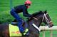 LOUISVILLE, KY - APRIL 30: Ride On Curlin ridden by Bryan Beccia during the morning exercise session in preparation for the 140th Kentucky Derby at Churchill Downs on April 30, 2014 in Louisville, Kentucky. (Photo by Rob Carr/Getty Images)