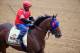 BALTIMORE, MD - MAY 14: Exercise rider Domingo Navarro takes Social Inclusion over the track in preparation for the 139th Preakness Stakes at Pimlico Race Course on May 14, 2014 in Baltimore, Maryland. (Photo by Rob Carr/Getty Images)