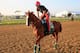 BALTIMORE, MD - MAY 13: Exercise rider Willie Delgado walks Kentucky Derby winner California Chrome off the track following a workout in preparation for the 139th Preakness Stakes at Pimlico Race Course on May 13, 2014 in Baltimore, Maryland. (Photo by