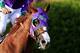 FILE - MAY 19, 2014: It was reported that the New York Racing Association approved the use of a nasal breathing strip on the horse California Chrome as he tries for a Triple Crown in the Belmont Stakes after winning the Kentucky Derby and Preakness May 1
