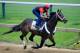BALTIMORE, MD - MAY 14: Exercise rider Bryan Beccia takes Ride On Curlin over the track in preparation for the 139th Preakness Stakes at Pimlico Race Course on May 14, 2014 in Baltimore, Maryland. (Photo by Rob Carr/Getty Images)