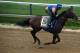 BALTIMORE, MD - MAY 15: Bayern works on the track in preparation for the 139th Preakness Stakes at Pimlico Race Course on May 15, 2014 in Baltimore, Maryland. (Photo by Patrick Smith/Getty Images)