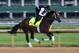 LOUISVILLE, KY - MAY 01: Commanding Curve runs on the track during the morning training for the Kentucky Derby at Churchill Downs on May 1, 2014 in Louisville, Kentucky. (Photo by Andy Lyons/Getty Images)