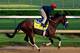 LOUISVILLE, KY - MAY 01: Kentucky Derby contender Wicked Strong works out on the track during early morning workouts at Churchill Downs on May 1, 2014 in Louisville, Kentucky. (Photo by Jamie Squire/Getty Images)