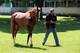 May 20, 2014; Elmont, NY, USA; California Chrome outside the barn upon arriving in advance of the Belmont Stakes at Belmont Park. Mandatory Credit: Anthony Gruppuso-USA TODAY Sports