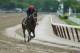 ELMONT, NY - MAY 24: Ride On Curlin with exercise rider Bryan Baccia up, trains on the main track at Belmont Park on May 24, 2014 in Elmont, New York. He is scheduled to race for the Triple Crown in the 146th running of the Belmont Stakes (Photo by Al B