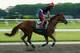 ELMONT, NY - MAY 27: Kentucky Derby and Preakness winner California Chrome, with exercise rider Willie Delgado up, trains on the main track at Belmont Park on May 27, 2014 in Elmont, New York. He is scheduled to race for the Triple Crown in the 146th run