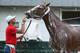 ELMONT, NY - MAY 24: Kentucky Derby and Preakness winner California Chrome is bathed after a training session at Belmont Park on May 24, 2014 in Elmont, New York. He is scheduled to race for the Triple Crown in the 146th running of the Belmont Stakes (P