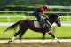 ELMONT, NY - MAY 27: Ride On Curlin with exercise rider Bryan Baccia up, trains on the main track at Belmont Park on May 27, 2014 in Elmont, New York. (Photo by Al Bello/Getty Images)