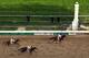 LOUISVILLE, KY - MAY 03: California Chrome with Victor Espinoza up crosses the finish line ahead of Commanding Curve #17 and Danza #4 to win the 140th running of the Kentucky Derby at Churchill Downs on May 3, 2014 in Louisville, Kentucky. (Photo by Jam