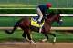 LOUISVILLE, KY - MAY 01: Kentucky Derby contender Wicked Strong works out on the track during early morning workouts at Churchill Downs on May 1, 2014 in Louisville, Kentucky. (Photo by Jamie Squire/Getty Images)