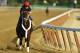 ELMONT, NY - JUNE 03: Ride On Curlin with exercise rider Bryan Baccia up, trains on the main track at Belmont Park on June 3, 2014 in Elmont, New York. He is scheduled to race in the 146th running of the Belmont Stakes (Photo by Al Bello/Getty Images)