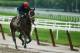 ELMONT, NY - MAY 24: Ride On Curlin with exercise rider Bryan Baccia up, trains on the main track at Belmont Park on May 24, 2014 in Elmont, New York. He is scheduled to race for the Triple Crown in the 146th running of the Belmont Stakes (Photo by Al B