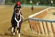 ELMONT, NY - JUNE 03: Ride On Curlin with exercise rider Bryan Baccia up, trains on the main track at Belmont Park on June 3, 2014 in Elmont, New York. He is scheduled to race in the 146th running of the Belmont Stakes (Photo by Al Bello/Getty Images)