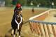 ELMONT, NY - JUNE 03: Ride On Curlin with exercise rider Bryan Baccia up, trains on the main track at Belmont Park on June 3, 2014 in Elmont, New York. He is scheduled to race in the 146th running of the Belmont Stakes (Photo by Al Bello/Getty Images)