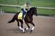 May 1, 2014; Louisville, KY, USA; Exercise rider Simon Paine works out Kentucky Derby hopeful Samraat during morning workouts at Churchill Downs. Mandatory Credit: Jamie Rhodes-USA TODAY Sports