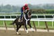 ELMONT, NY - JUNE 04: Ride On Curlin with exercise rider Bryan Baccia up, trains on the main track at Belmont Park on June 4, 2014 in Elmont, New York He is scheduled to race in the 146th running of the Belmont Stakes (Photo by Al Bello/Getty Images