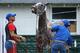 ELMONT, NY - JUNE 04: Kentucky Derby and Preakness winner California Chrome, is bathed with exercise rider Willie Delgado (left) standing by after training on the main track at Belmont Park on June 4, 2014 in Elmont, New York He is scheduled to race