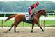 ELMONT, NY - JUNE 04: Kentucky Derby and Preakness winner California Chrome, with exercise rider Willie Delgado up, trains on the main track at Belmont Park on June 4, 2014 in Elmont, New York He is scheduled to race for the Triple Crown in the 146th