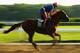 ELMONT, NY - JUNE 03: Kentucky Derby and Preakness winner California Chrome, with exercise rider Willie Delgado up, trains on the main track at Belmont Park on June 3, 2014 in Elmont, New York. He is scheduled to race for the Triple Crown in the 146th ru