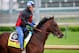 LOUISVILLE, KY - APRIL 29: Medal Count is ridden by Faustino Aguilar during the morning exercise session in preparation for the140th Kentucky Derby at Churchill Downs on April 29, 2014 in Louisville, Kentucky. (Photo by Rob Carr/Getty Images)