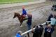 ELMONT, NY - JUNE 05: Assistant trainer Alan Sherman leads Kentucky Derby and Preakness winner California Chrome, with exercise rider Willie Delgado up, to the track in preparation for the 146th running of the Belmont Stakes at Belmont Park on June 5, 20
