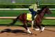 LOUISVILLE, KY - MAY 01: Kentucky Derby contender Samraat in action on the track during early morning workouts at Churchill Downs on May 1, 2014 in Louisville, Kentucky. (Photo by Jamie Squire/Getty Images)