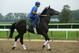 ELMONT, NY - JUNE 04: Matuszak with exercise rider Jose Canallas up, trains on the main track at Belmont Park on June 4, 2014 in Elmont, New York He is scheduled to race in the 146th running of the Belmont Stakes (Photo by Al Bello/Getty Images)