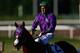ELMONT, NY - JUNE 07: California Chrome #2, ridden by Victor Espinoza, walks down the track after losing the 146th running of the Belmont Stakes at Belmont Park on June 7, 2014 in Elmont, New York. (Photo by Streeter Lecka/Getty Images)