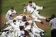 Jun 9, 2014; Charlottesville, VA, USA; The Virginia Cavaliers celebrate after defeating the Maryland Terrapins to reach the College World Series at Davenport Field. Mandatory Credit: Rafael Suanes-USA TODAY Sports