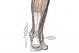 The Achilles tendon—seen here as a thick white band—attaches the calf muscles to the heel, allowing for plantarflexion.