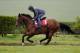 MARLBOROUGH, ENGLAND - APRIL 22: Toronado works up the gallop during a visit to Richard Hannon's Herridge Racing Stables on April 22, 2014 in Marlborough, England. (Photo by Alan Crowhurst/Getty Images)