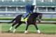LOUISVILLE, KY - MAY 01: We Miss Artie runs on the track during the morning training for the Kentucky Derby at Churchill Downs on May 1, 2014 in Louisville, Kentucky. (Photo by Andy Lyons/Getty Images)