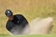 HOYLAKE, ENGLAND - JULY 15: Tiger Woods of the United States hit from a bunker during a practice round prior to the start of The 143rd Open Championship at Royal Liverpool on July 15, 2014 in Hoylake, England. (Photo by Stuart Franklin/Getty Images)
