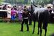 Will Estimate triumph for the Queen in the Goodwood Cup?